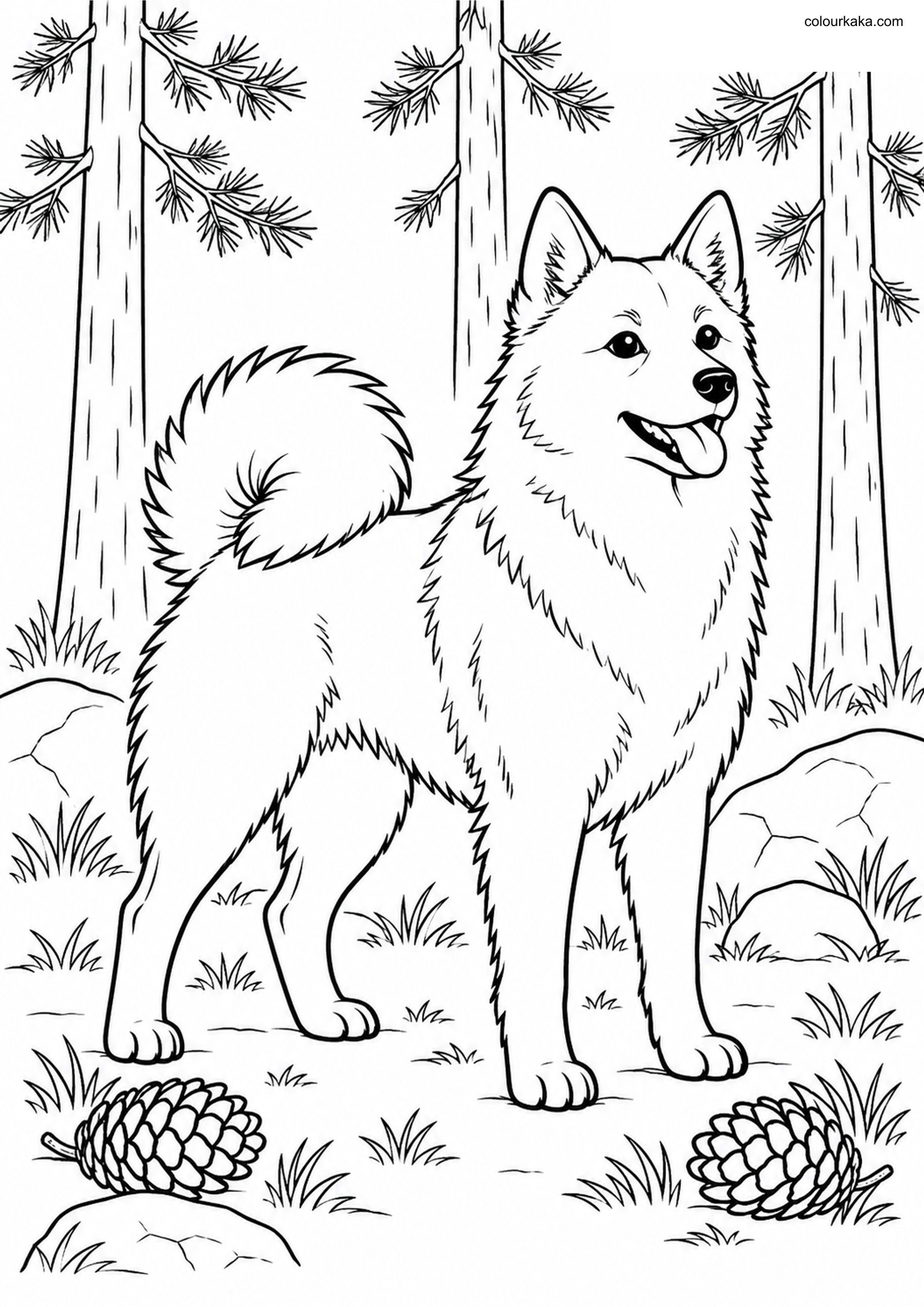 Finnish Spitz Colouring Sheet colouring page preview