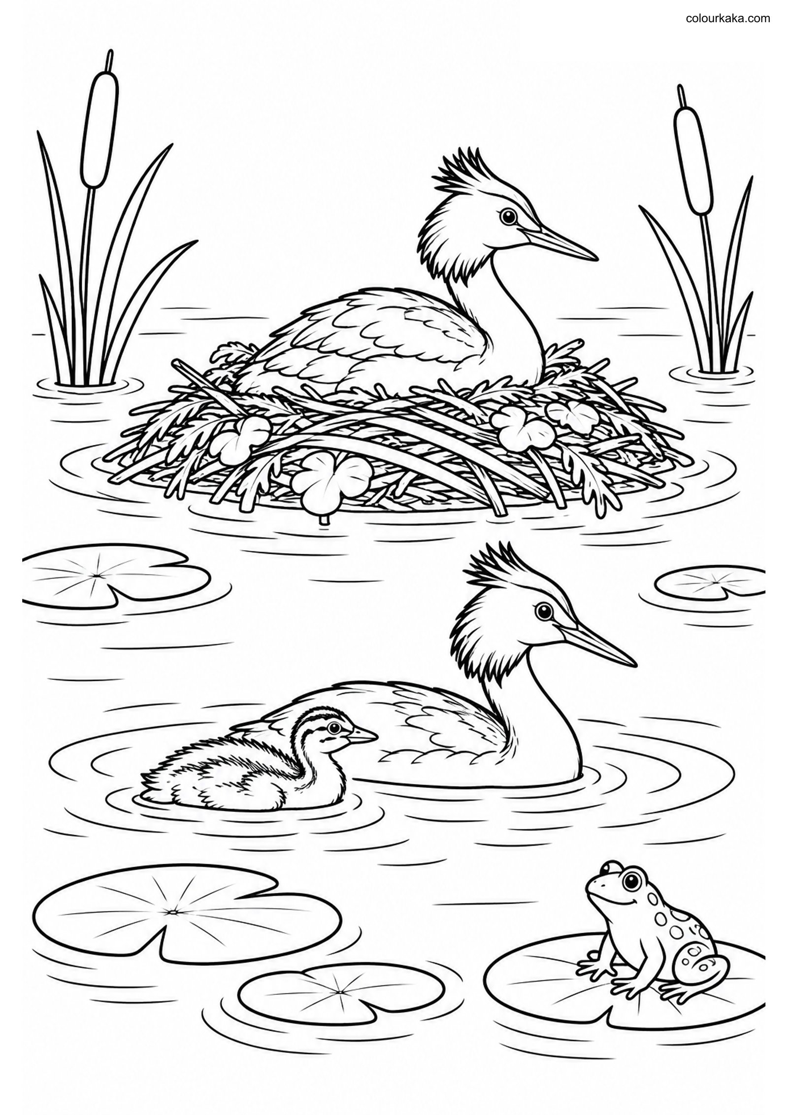 Grebe Floating Nest Colouring colouring page preview