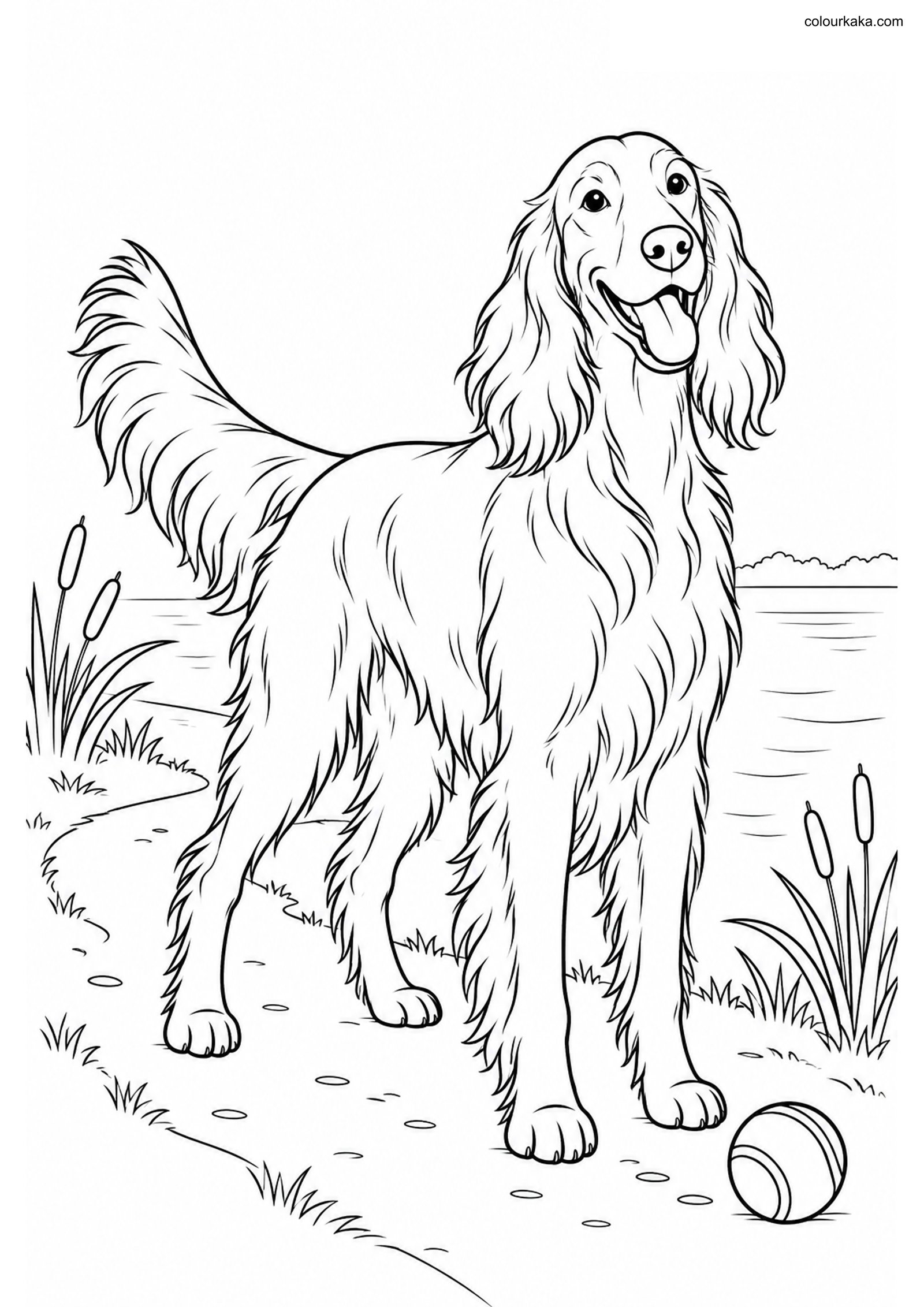 Irish Setter Colouring Sheet colouring page preview