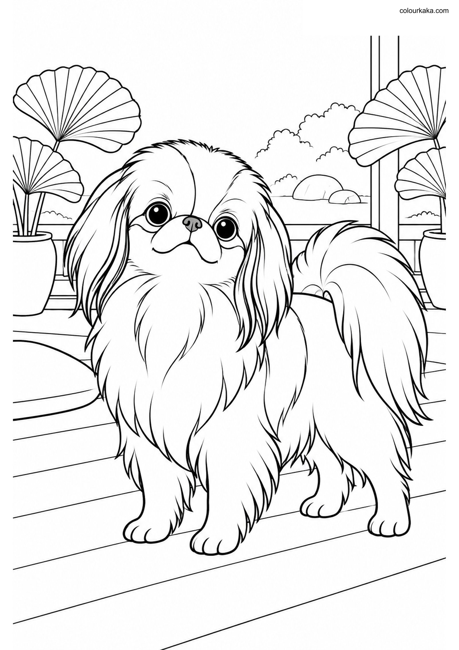 Japanese Chin Colouring Page colouring page preview