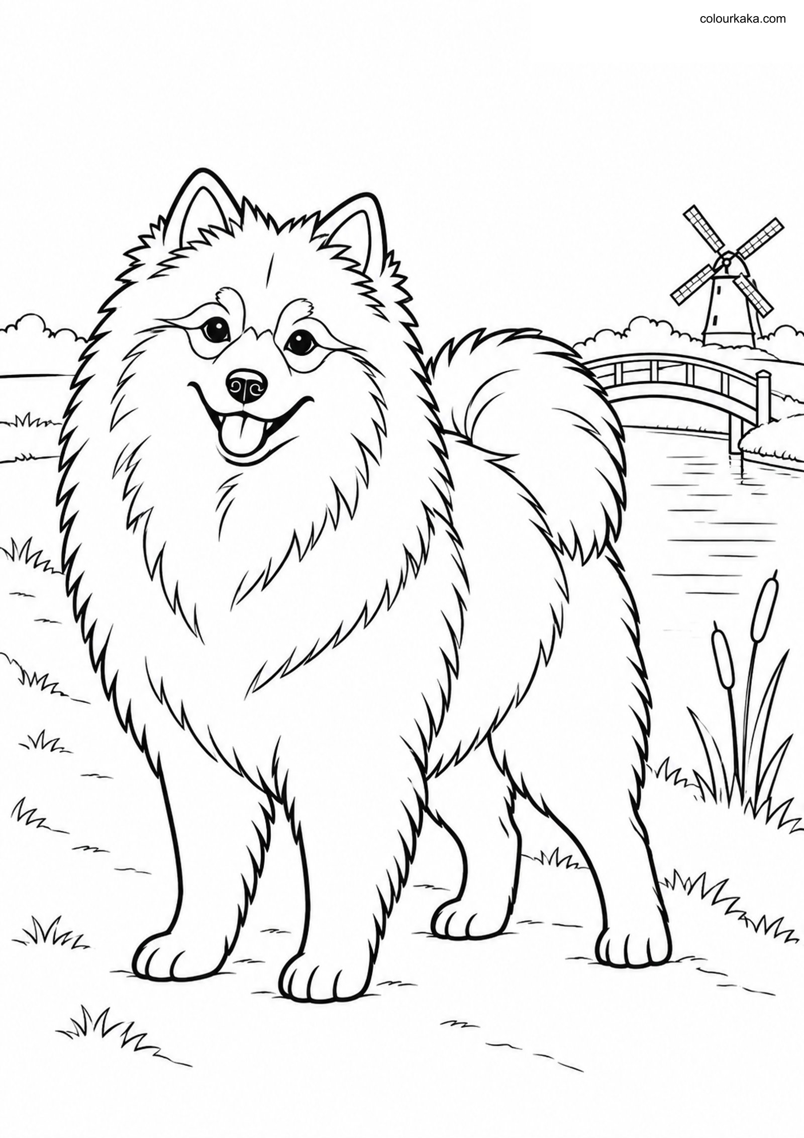 Keeshond Dog Colouring Page colouring page preview