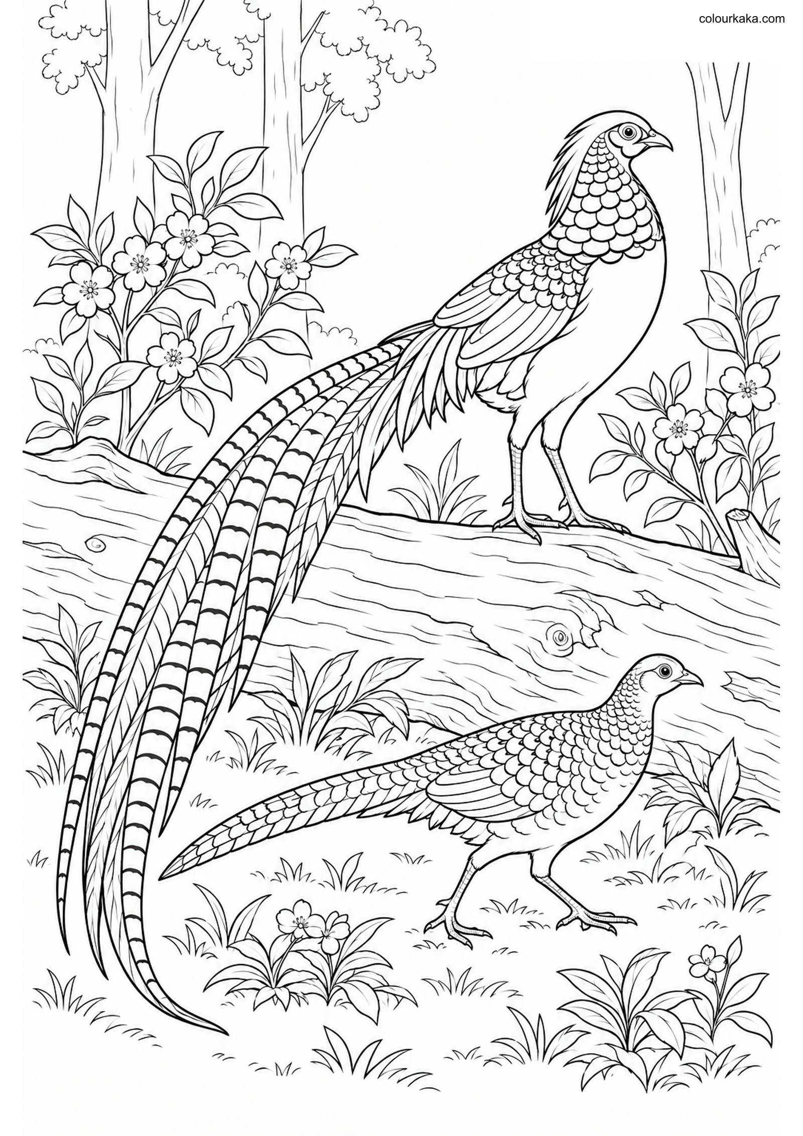 Lady Amherst's Pheasant Page colouring page preview