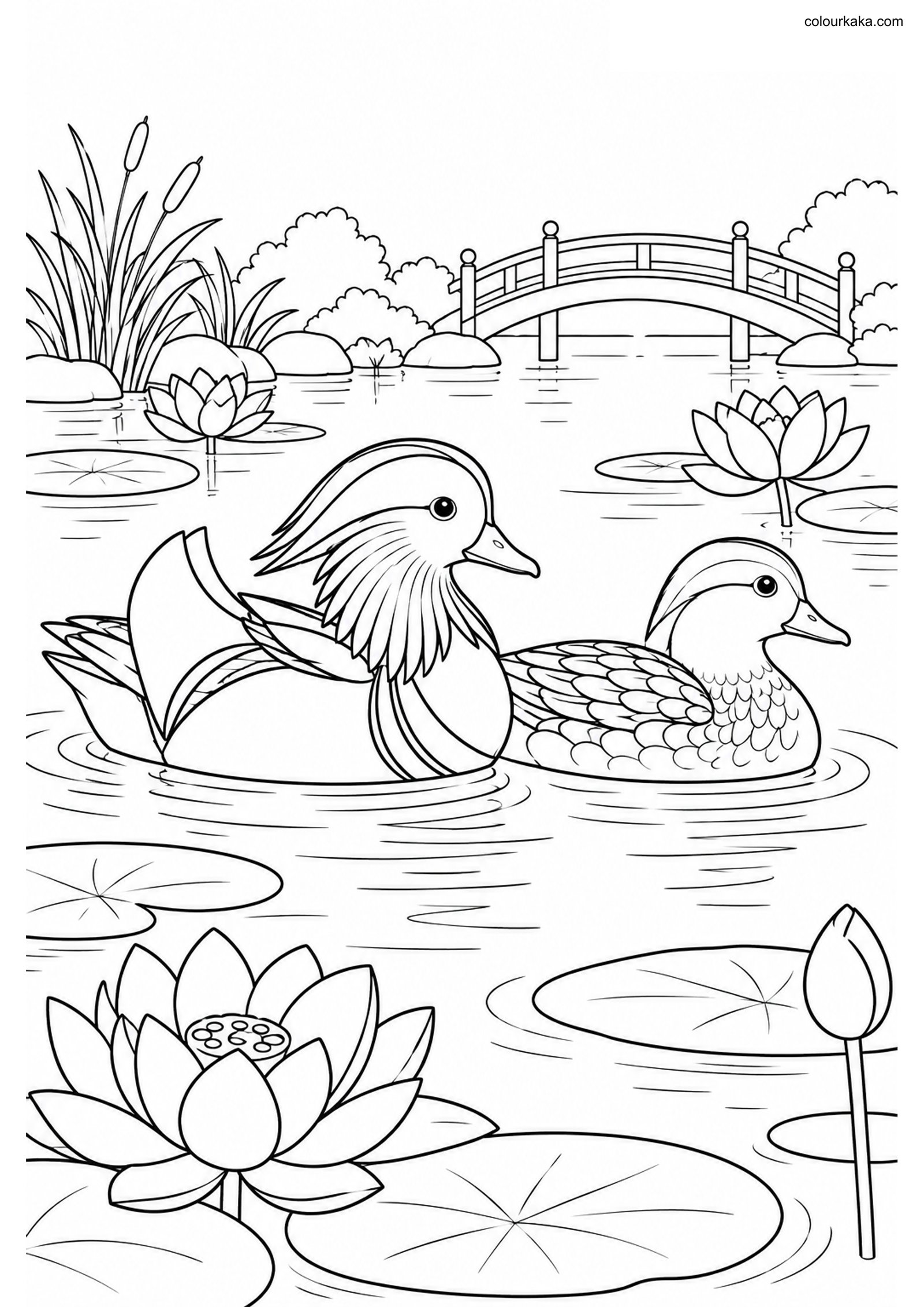 Mandarin Duck Pair Colouring colouring page preview