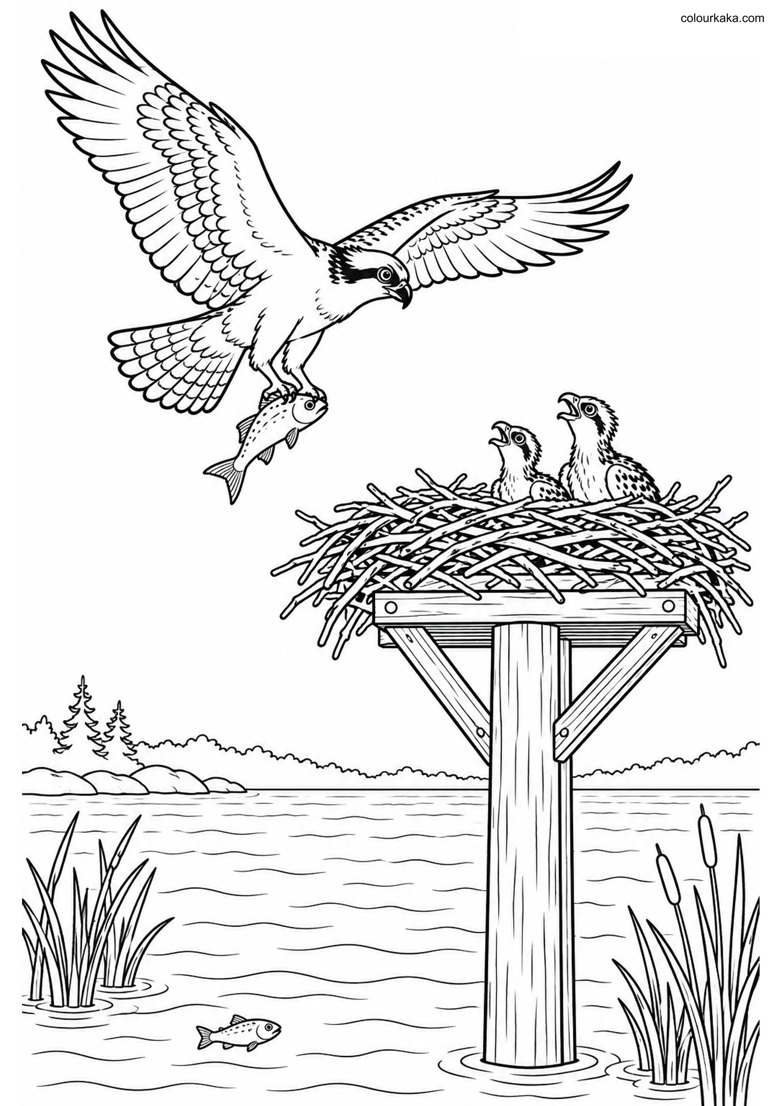 Osprey Lake Nest Colouring Page colouring page preview