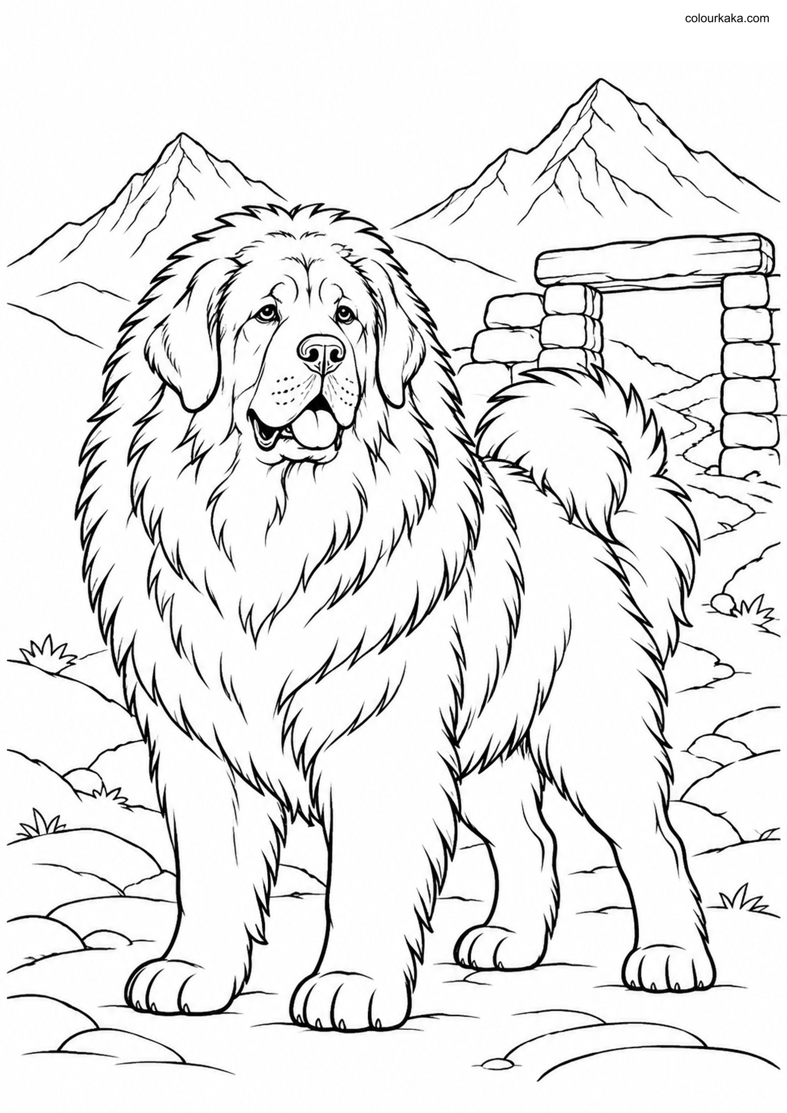 Tibetan Mastiff Colouring Page colouring page preview