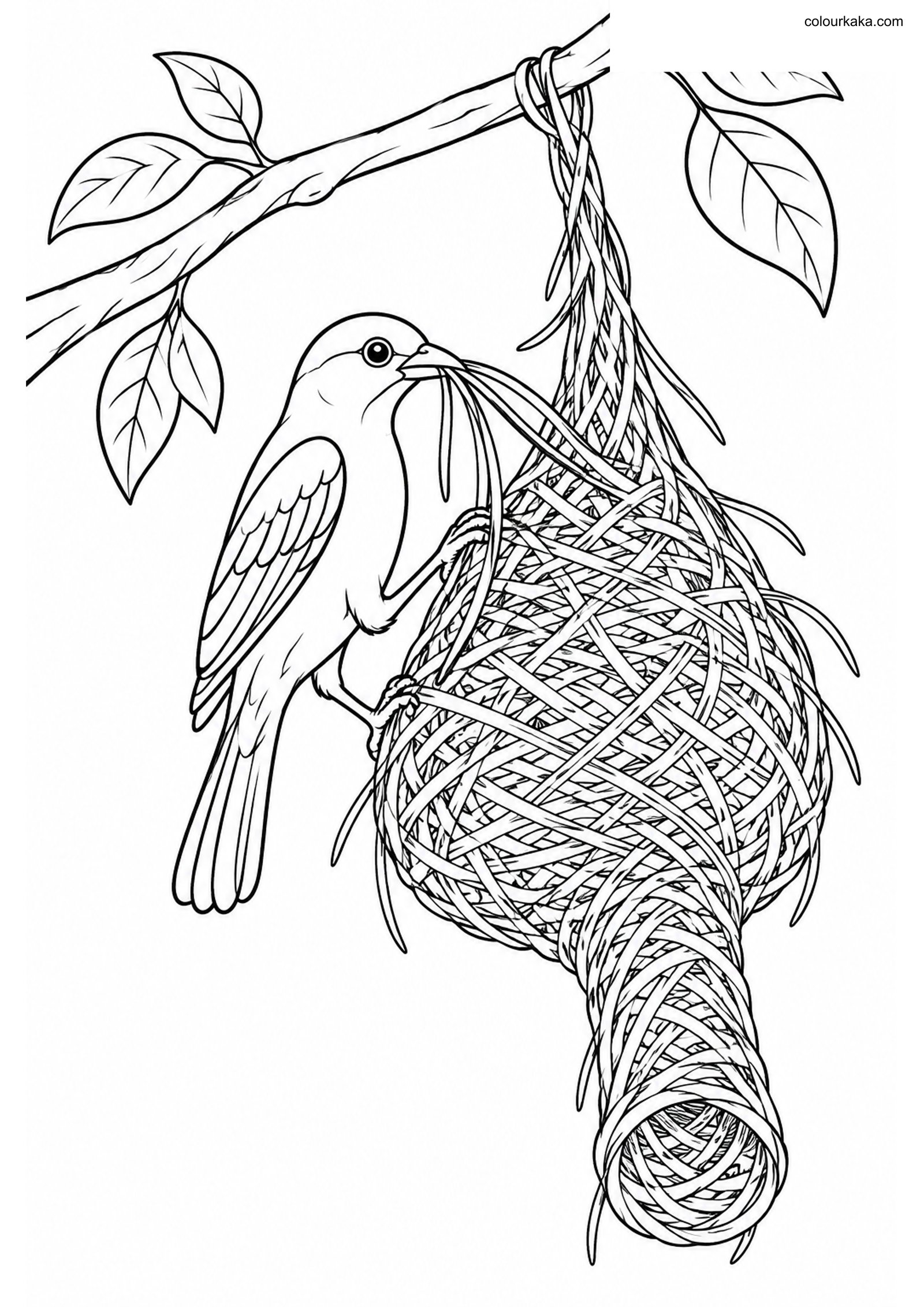 Weaver Bird Woven Nest Page colouring page preview