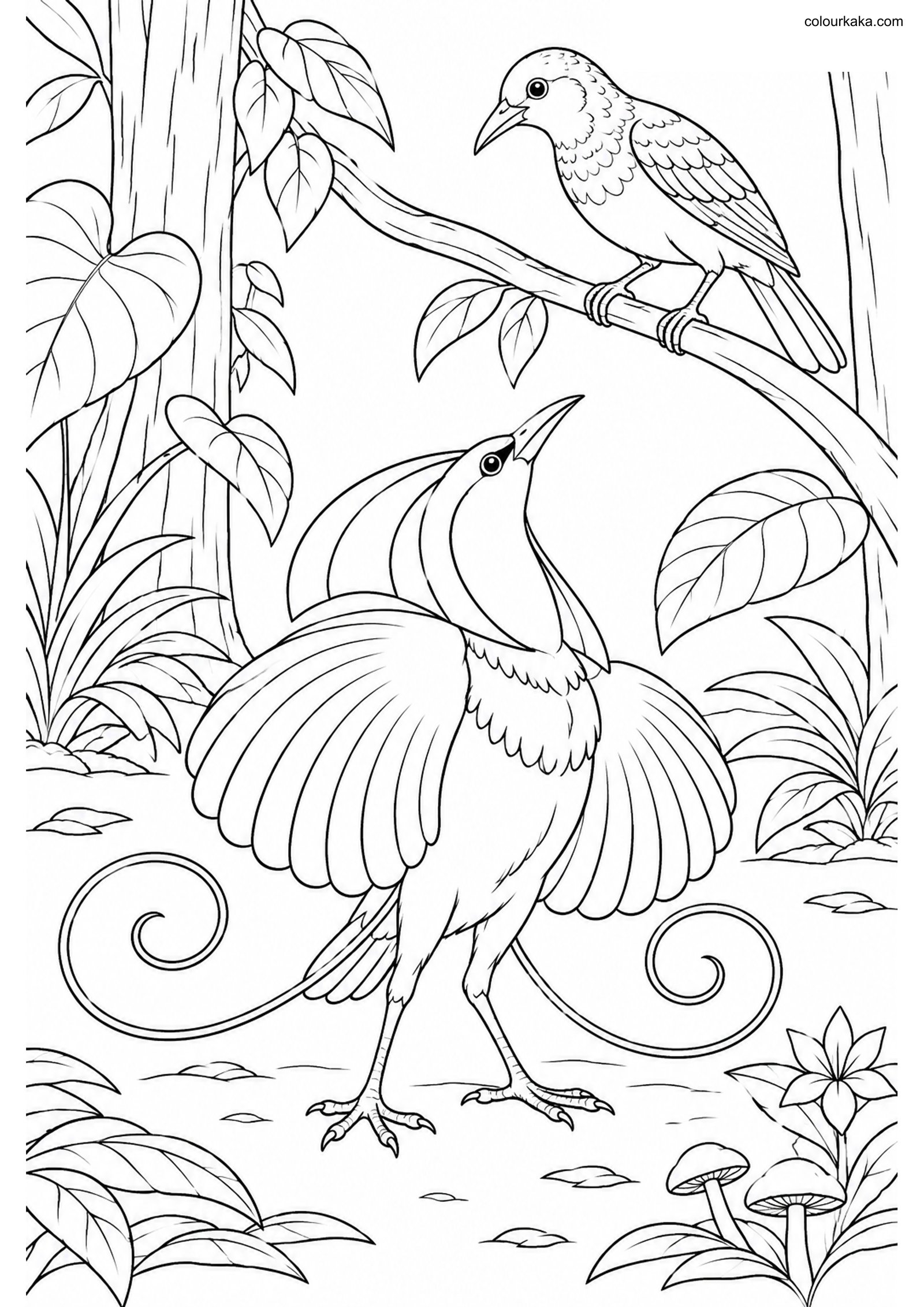 Wilson's Paradise Bird Page colouring page preview