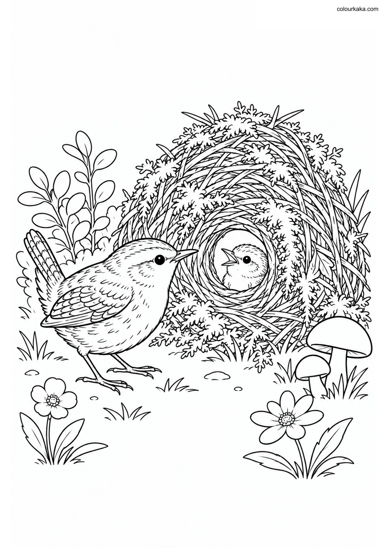 Wren Dome Nest Colouring Page colouring page preview