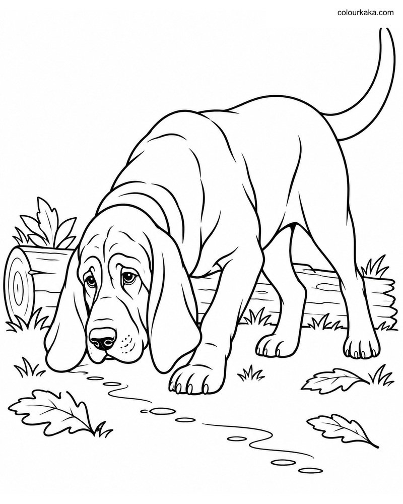 Bloodhound Colouring Page thumbnail