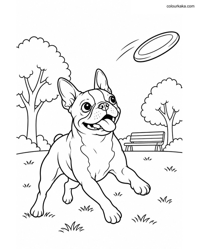 Boston Terrier Colouring Page thumbnail