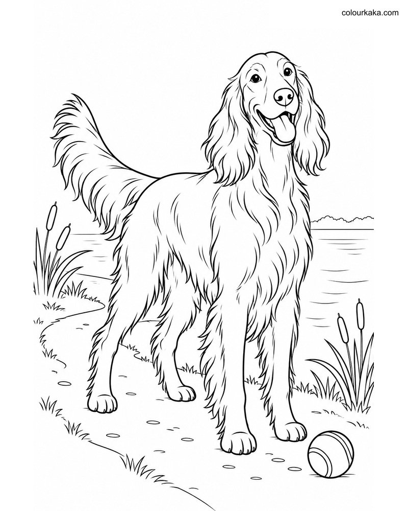 Irish Setter Colouring Sheet thumbnail
