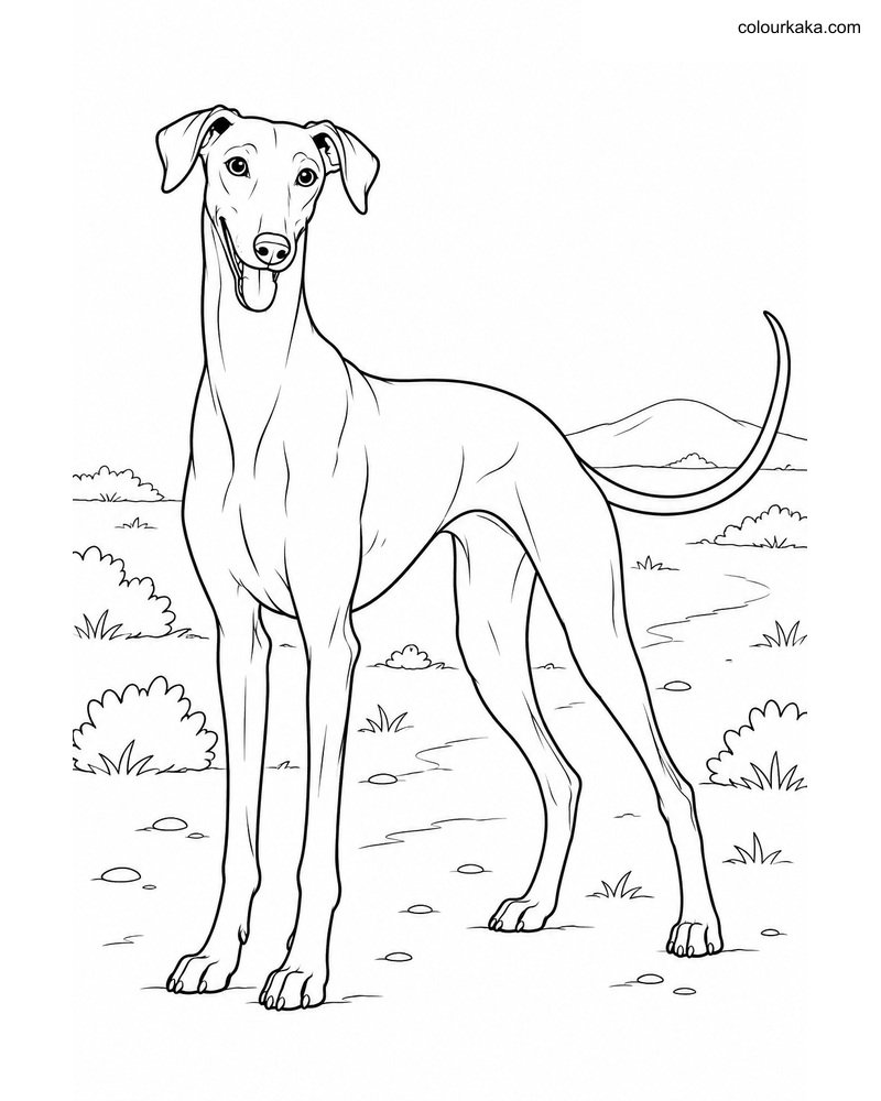 Mudhol Hound Trail Coloring thumbnail