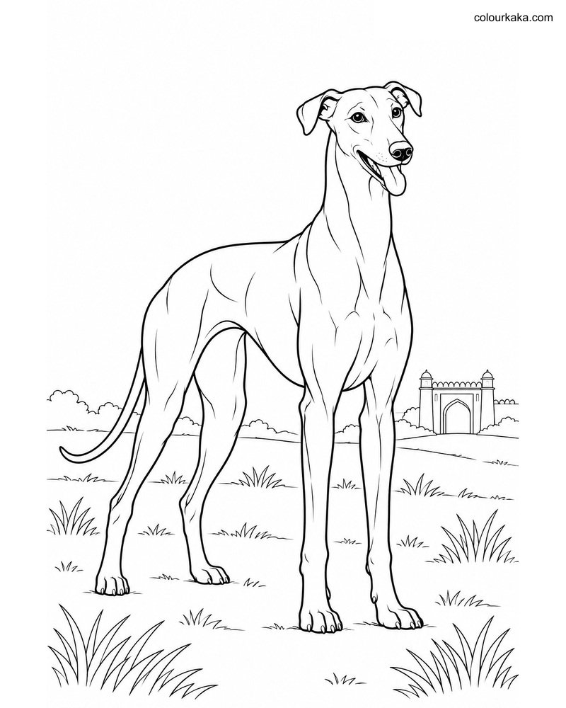 Rampur Greyhound Coloring Page thumbnail