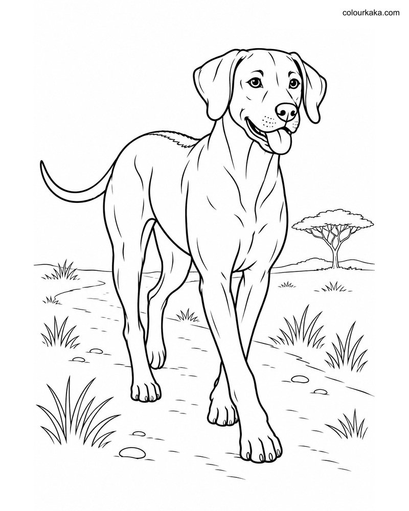Rhodesian Ridgeback Colouring thumbnail