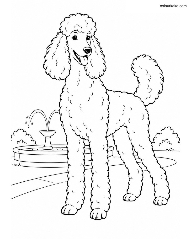 Standard Poodle Colouring thumbnail
